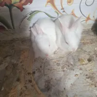 بچه خرگوش