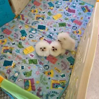 دنیای توله پامر خرسی پامرانین خرسی|سگ|تهران, شهرک غرب|دیوار