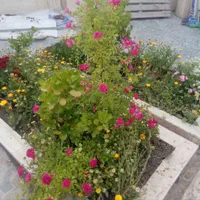 آپارتمان(تخلیه)مشابه ویلایی۲۰۷متر+۱۰۵تراس فول