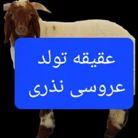 گوسفند زنده تهرانپارس شرقی و غربی پیروزی سبلان