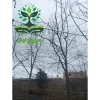 نهال گردو گرمسیری پکان گلدانی (سبزوار نهال)|گل و گیاه طبیعی|سبزوار, کهنه آب|دیوار