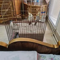 یک جفت عروس هلندی نر و ماده