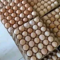 انوااع جوجه عمده قسططی شرایطی +مشاوه سالن پرورش|حیوانات مزرعه|تهران, اتابک|دیوار