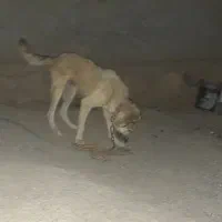 واگذاری سرابی نر درشت