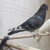 کفتر نر مست کاکلی|پرنده|اصفهان, اشکاوند|دیوار