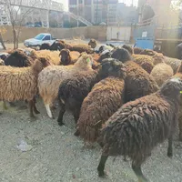 گوسفند زنده بابارکدتاییدییه دامپزشکی« برای قربانی»|حیوانات مزرعه|تهران, مجیدیه|دیوار