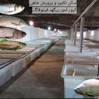 انواع بَچه مآهی در اِستخر آب ثابت (ًکپُور علفخوار|ماهی|اصفهان, ملاصدرا|دیوار