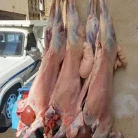 گوسفند چاق وچله قبراق تعاونی بشرط نصف گوشت|حیوانات مزرعه|مشهد, نوید|دیوار