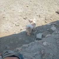 سگ خونگی ژرمن