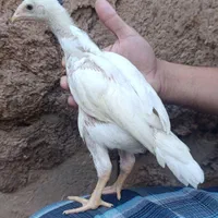 فروش جوجه کوشین و لاری