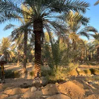 نخل باغ بهشت،|خدمات باغبانی و درختکاری|مشهد, امیر|دیوار