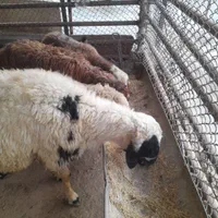 زنده  فروشی  بزغاله گوسفند با قصاب سلامت *۱۰۰*