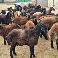 گوسفند زنده ییلاق ارگانیک نژاد گوشتی برای قربانی|حیوانات مزرعه|کرج, گوهردشت|دیوار