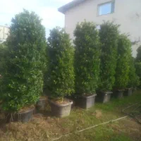 فروش درخت پایان کاری. و جریمه ای|گل و گیاه طبیعی|تهران, استاد معین|دیوار