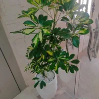 گل شفلرا سالم و سرحال