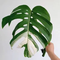 دوره آموزشی پرورش و تکثیر گل و گیاه آپارتمانی