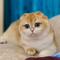گربه اسکاتیش
