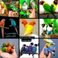 برزیلی راهب گیرینچیک ملنگو شاه طوطی سان کانور لری|پرنده|تهران, ستارخان|دیوار