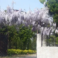 خدمات باغبانی|خدمات باغبانی و درختکاری|نوشهر, |دیوار