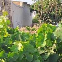 فروش زمین ۴۷۰ متری روستای کوشکک مزید آباد|فروش زمین و ملک کلنگی|قم, آزادگان|دیوار