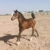 کره اسب دره شوری