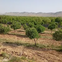 فروش باغ ثمری تنگاری