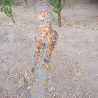 باغبانی خاکبرداری هرص سمپاشی وکود دهی انواع درخت