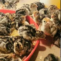 جوجه بوقلمون برنزی اصل 1ماهه