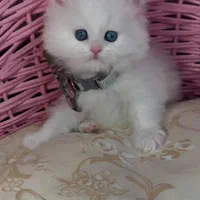 گربه ها بهترین بهترین همدم های خانگی|گربه|اصفهان, احمدآباد|دیوار