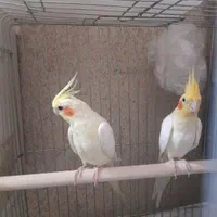 تعدادمحدودی عروس هلندی مولدکارداده باتمام وسایل|پرنده|تهران, جی|دیوار