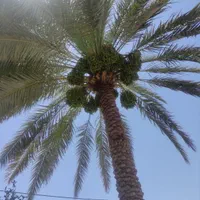 فروش واجاره  ۱۰ هکتار باغ نخل احمدآباد دهرم