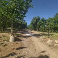 باغ درجه یک همراه با برق و موقعیت عالی|فروش دفتر صنعتی، کشاورزی، تجاری|شاهین‌شهر, پاسداران|دیوار