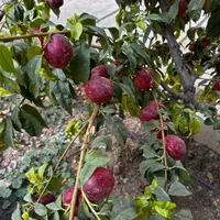 چنار شرق ۵۰۰باغ قدیمی ۷۰متر بنا برق و گاز کنتور