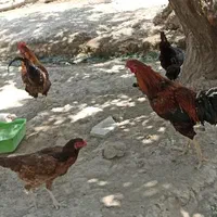 تخم نطفه دار لاری اصیل افغان و گلین با ۹۰درصد نطفه|حیوانات مزرعه|ماهدشت, |دیوار