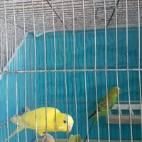 یک جفت مرغ عشق|پرنده|سمنان, |دیوار