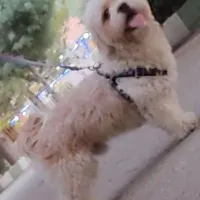 سگ گم شده