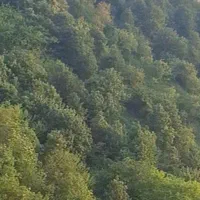 لاهیجان شیخ زاهدپنت ۲۳۰ متردوبلکس سونااستخرجکوزی|فروش آپارتمان|لاهیجان, شیخ زاهد|دیوار