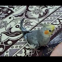 یک عدد عروس هلندی گم شده|حیوانات|امیدیه, |دیوار