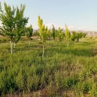 زمین باغ گلخانه|فروش زمین و ملک کلنگی|مشهد, توس|دیوار