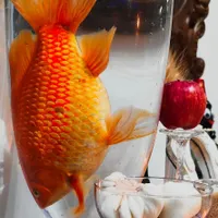 ماهی قرمز غول پیکر