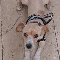 سگ گمشده