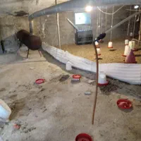 مرغداری اجاره|اجارهٔ دفتر صنعتی، کشاورزی، تجاری|لاهیجان, آهندان|دیوار