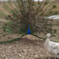 طاوس مصری و هندی