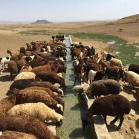 گوسفند زنده تحت نظارت شهرداری،کشتارگاه|حیوانات مزرعه|کرج, شهرک بنفشه|دیوار