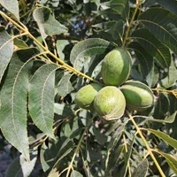 فروش انواع نهال در نهالخانه بهپویان