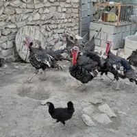 بوقلمون نر بزرگ ،بوقلمون کرک با تخم ،معاوضه با بره|حیوانات مزرعه|بوشهر, |دیوار