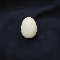 گوهر شب چراغ