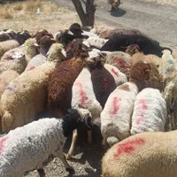 نژاد مغان وکردستان گوسفند زنده غرب تهران زنده قپان|حیوانات مزرعه|تهران, جی|دیوار