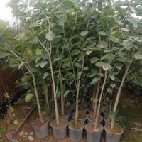 انواع نهال گرمسیری  مثمر و غیر مثمر|خدمات باغبانی و درختکاری|دزفول, |دیوار