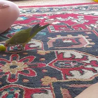 یک طوطی راهب اهلی سخنگو به شرط شرط|پرنده|تبریز, |دیوار